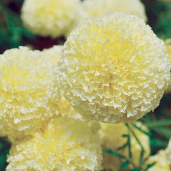 'White Swan' Marigold Seeds