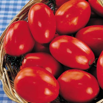 San Marzano Organic Tomato Seeds