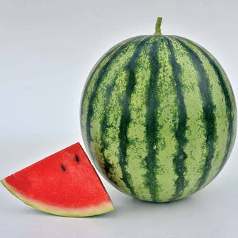 Mambo Hybrid Watermelon Seeds 