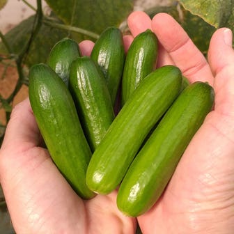 Mini-Me F1 Organic Cucumber Seeds