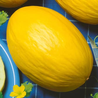 Juane Canary Heirloom Melon Seeds