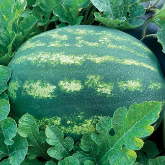 Park's Whopper Hybrid Watermelon Seeds