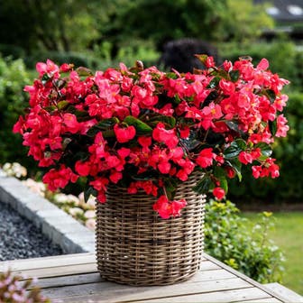 Viking&trade; Explorer Rose on Green Begonia Seeds