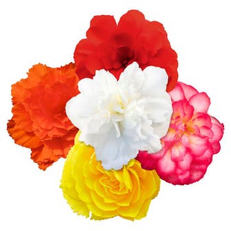 Nonstop&reg; Joy Mix Begonia Seeds