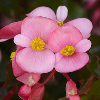 Hula&trade; Pink Begonia Seeds