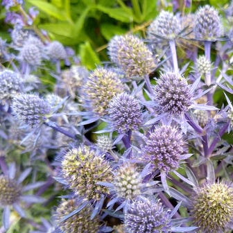 Blue Hobbit Sea Holly Seeds