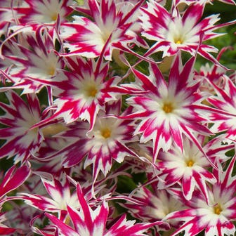 Popstars&trade; Rose With Eye Phlox Seeds