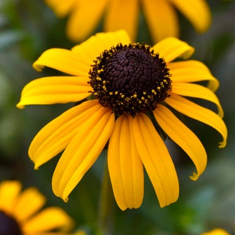 Goldblitz Rudbeckia Seeds