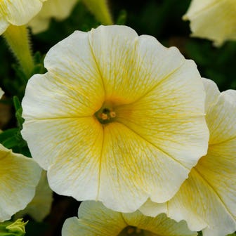 E3 Easy Wave&reg; Yellow Petunia Seeds