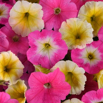 E3 Easy Wave&reg; Sweet Taffy Mix Petunia Seeds