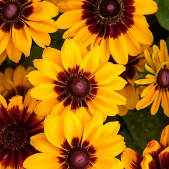 Pawnee Spirit Rudbeckia Seeds