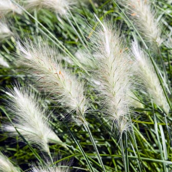 Fluffy Feathertop Grass Seeds