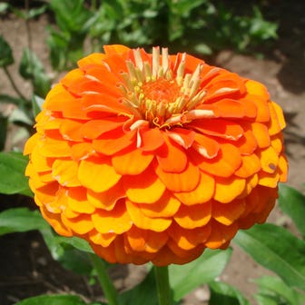 Queeny Pure Orange Zinnia Seeds