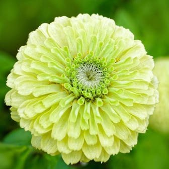 Park's Picks Lime Zinnia Seeds