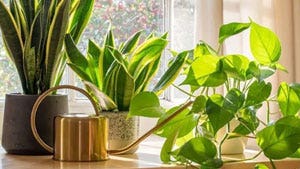 Ultimate Guide to Apartment Gardening
