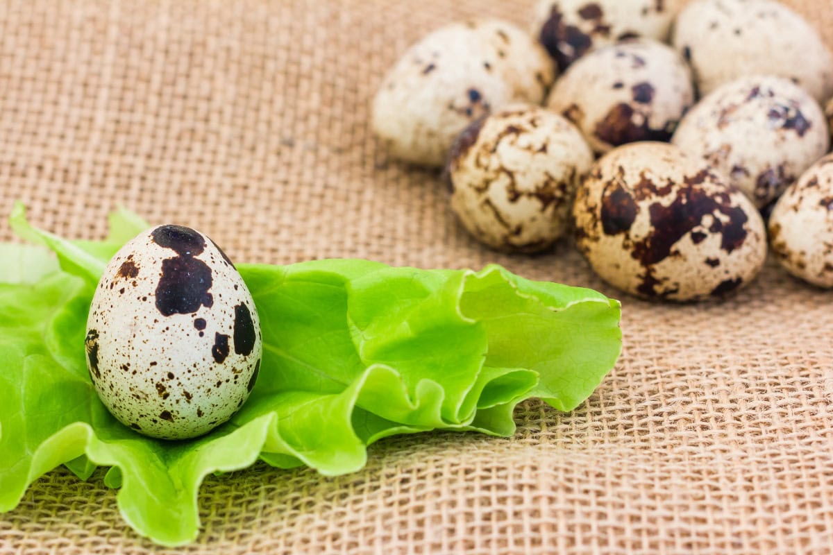 Some quail eggs are on the sackcloth | Hurry The Food Up