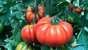 Plants to Avoid Growing Near Tomatoes