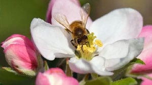 Tips for a Bee Friendly Garden