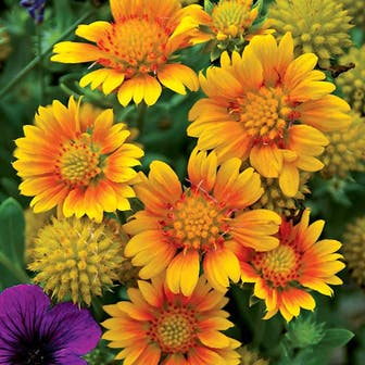 'Arizona Apricot' Gaillardia 