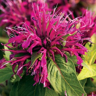 Monarda Balmy&trade; Purple Bee Balm 