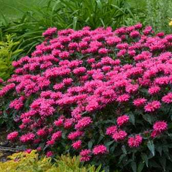 Monarda Sugar Buzz&reg; 'Bubblegum Blast' Bee Balm